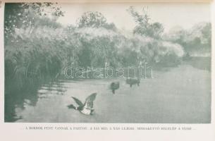 Bársony István: Magyar földön. Természet és vadászat. Olgyay Ferencz képeivel. Bp., én, Athenaeum. 2...
