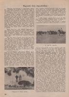 Új Idők. Társadalmi, szépirodalmi, művészeti és kritikai képes hetilap. Szerkeszti: Fodor József. LI...