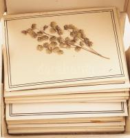 13 doboznyi botanikus kártya, rajta préselt növényekkel, mellettük megjelölve a begyűjtésük helye, 1...