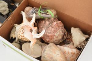 3 doboznyi nagy mennyiségű különböző ásvány, kagyló. Értékes, jó darabokkal, átnézésre érdemes gyűjt...