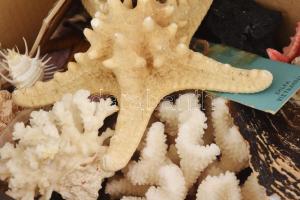 3 doboznyi nagy mennyiségű különböző ásvány, kagyló. Értékes, jó darabokkal, átnézésre érdemes gyűjt...