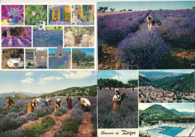 Levendulás kertek - 24 modern francia képeslap / Lavender gardens - 24 modern French postcards