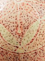 Kézzel festett strucctojás, kissé nagyobb tartóval, m: 16 cm