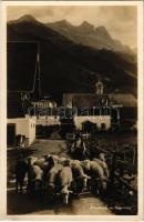 Engelberg, Schafherde / flock of sheep, folklore