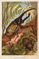 Abafi Aigner Lajos Magyarország lepkéi Tekintettel Európa többi országainak lepke-faunájára. Termész...