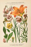 Abafi Aigner Lajos Magyarország lepkéi Tekintettel Európa többi országainak lepke-faunájára. Termész...