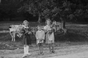 cca 1930-1940 245 db fotónegatív, tasakokban