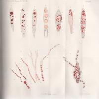 Koch, R[obert] - Flügge, C[arl] (herausg.):
Zeitschrift für Hygiene und Infectionskrankheiten. Hera...