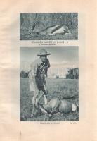 Széchenyi Zsigmond: Csui!... Afrikai vadásznapló (1928. okt. - 1929. ápr.)
Budapest, 1940. Vajna és...