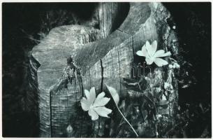 cca 1975 Gebhardt György (1910-1993) budapesti fotóművész hagyatékából 2 db vintage fénykép, az egyik feliratozott és aláírt, ezüst zselatinos fotópapíron, 18x24 cm és 15,2x23,5 cm