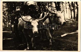 Ökrös szekér / Hungarian folklore, ox cart. photo (EK)