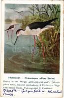 Töcsmadár. A Magyar Földrajzi Intézet r.t. kiadása, Székesfővárosi állatkerti sorozat / Himantopus rufipes Bechst. / Black-winged stilt s: Vezényi (EK)