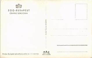 Budapest XIV. Állatkert, Zoo Budapest, Csimpánz gépkocsiban. Hölzel Gyula felvétele (EK)