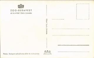 Budapest XIV. Állatkert, Zoo Budapest, Az állatkert öreg szamara. Hölzel Gyula felvétele