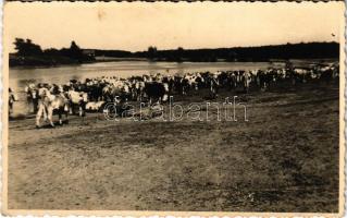 1939 Tisza, Tiszaparton delelő tehenek. photo (fl)