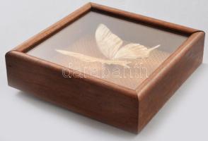 Papilio Zatus megjelölésű preparált lepke, üvegezett vitrinben, 12x12 cm