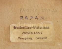 Papilio Zatus megjelölésű preparált lepke, üvegezett vitrinben, 12x12 cm