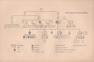 Kausz János: Az emberfajok élete és jövője. Faj- és társadalombiológiai tanulmány.
Budapest, 1928. ...