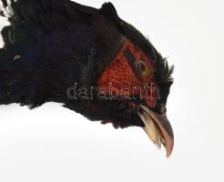 Kitömött fácán, h: 95 cm