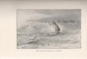 Seton, Ernest Thompson:

Wild Animals I Have Known. Being the Personal Histories of Lobo, Silverso...