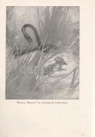Seton, Ernest Thompson:

Wild Animals I Have Known. Being the Personal Histories of Lobo, Silverso...