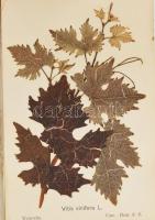 A Szentföld virágai 15 db szárított növényt és leírását tartalmazó fa borítású füzet. Belül a kötés ...