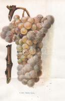 Osztróvszky Antalné, E. Németh Ágnes:

A szőlő és must feldolgozásának új irányai.

Budapest, [1...