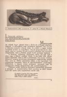 Divald Kornél:

Magyarország művészeti emlékei. A képanyagot összegyűjtötte és a szövegrészt írta ...