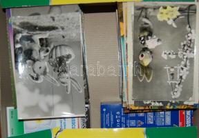 300 db Húsvéti képeslap