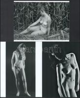 Eltérő időben készült aktfotók tétele, 7 db modern nagyítás jelzés nélkül, 21x15 cm