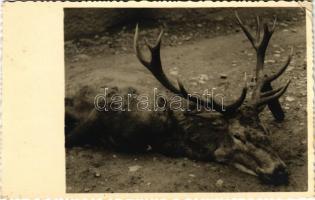 1940 Selmecbánya, Banská Stiavnica; vadászat a dobóiban, lelőtt szarvas / hunting near Dubové, hunted dear. photo (EK)