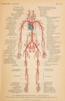 Thanhoffer Lajos: Előadások az anatómia köréből. Bp., 1896., K. M. Természettudományi Társulat, XII+...
