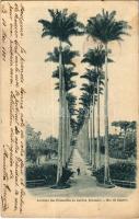 1903 Rio de Janeiro, Avenida das Palmeiras do Jardim Botanico / botanical garden, palm trees (fl)