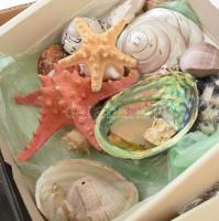 Hatalmas mennyiségű átnézetlen különböző ásvány, kagyló, kő gyűjtemény. Értékes, illusztris, jó dara...