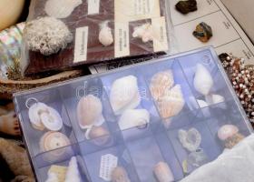 Hatalmas mennyiségű átnézetlen különböző ásvány, kagyló, kő gyűjtemény. Értékes, illusztris, jó dara...