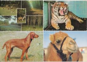 31 db MODERN állatos motívum képeslap / 31 modern motive postcards: animals