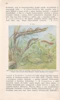 Paszlavszky József: 
(Az állattan kézikönyve. A középiskolák felsőbb osztályai számára. Három kőnyo...