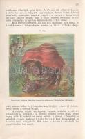 Paszlavszky József: 
(Az állattan kézikönyve. A középiskolák felsőbb osztályai számára. Három kőnyo...
