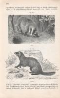 Paszlavszky József: 
(Az állattan kézikönyve. A középiskolák felsőbb osztályai számára. Három kőnyo...