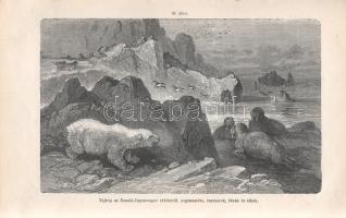 Paszlavszky József: 
(Az állattan kézikönyve. A középiskolák felsőbb osztályai számára. Három kőnyo...