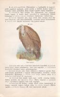 Paszlavszky József: 
(Az állattan kézikönyve. A középiskolák felsőbb osztályai számára. Három kőnyo...