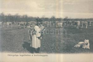 Hortobágy ökörgulya legeltetés