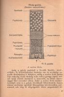 [Zumpf János:
Vadászok zsebkönyve.]
[Budapest, 1947. Faust kiadás - Szikra Nyomdai Rt.] [3]-207 + ...