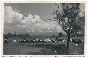 1942 Medgyes, Mediasch, Medias; erdélyi folklór, birkanyáj / Transylvanian folklore, flock of sheep. photo (fl)