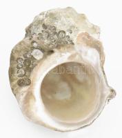 Nagyméretű tengeri csiga, kb. 18x15x12 cm