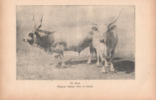 Rombay Dezső (István gazda):
Gazdák könyve. Mezőgazdaság, állat-, baromfi- és selyemtenyésztés, méh...
