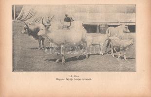 Rombay Dezső (István gazda):
Gazdák könyve. Mezőgazdaság, állat-, baromfi- és selyemtenyésztés, méh...