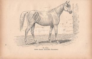 Rombay Dezső (István gazda):
Gazdák könyve. Mezőgazdaság, állat-, baromfi- és selyemtenyésztés, méh...