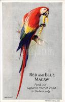 Red and Blue Macaw. Feed on Capern&#039;s Parrot Food advertisement (non PC) (fl)