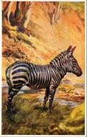 Mountain Zebra. From Jennison&#039;s &quot;Natural History - Animals&quot; Series No. 82. s: Edgar H. Fisher